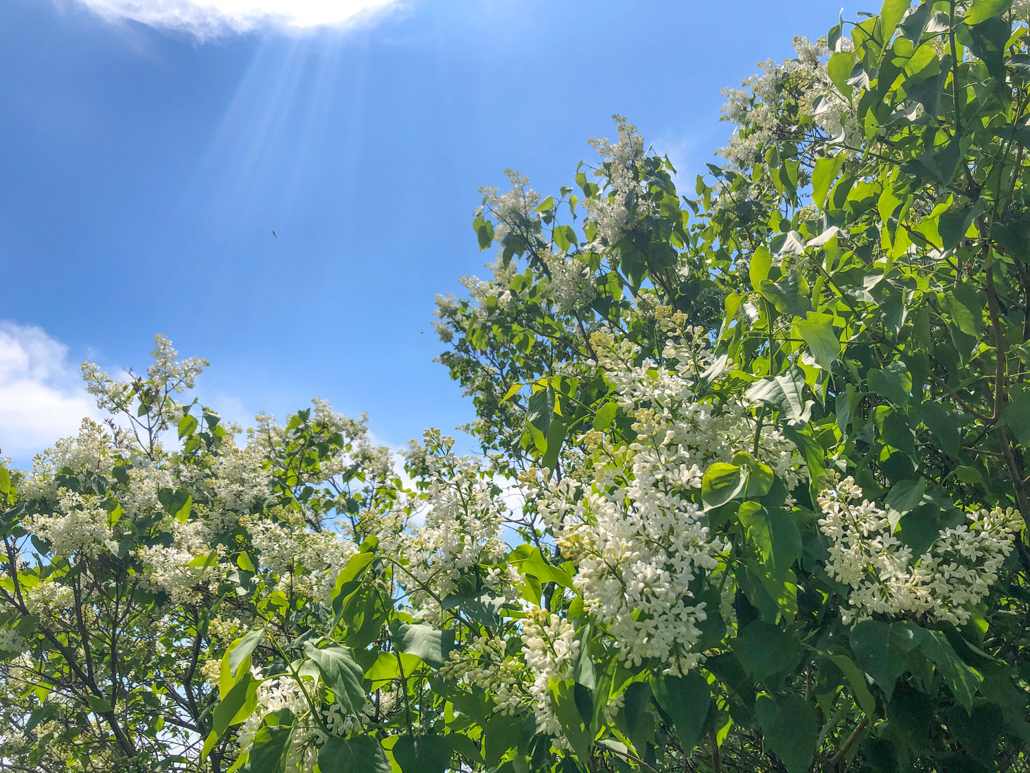 Mackinac Island White Lilacs in Marquette Park